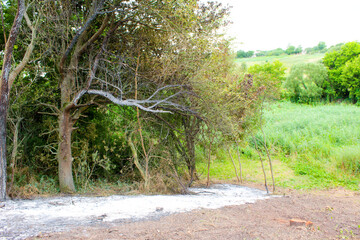 tree in the field