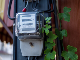 Meter of electricity for measure house energy consumption with green leaves plant.