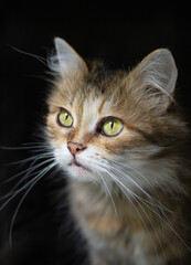 Portrait of a domestic cat looking out the window with green eyes. Macro photography. Front view, close up