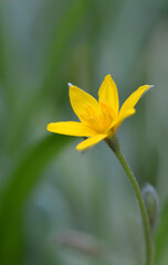 Petite fleur jaune