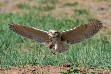 Burrowing Owl - Landing