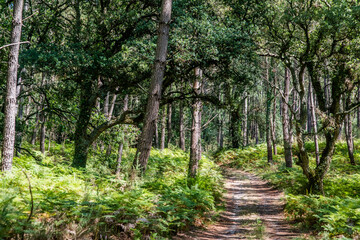 magnificent landscapes of the Landes forest in the south west of France