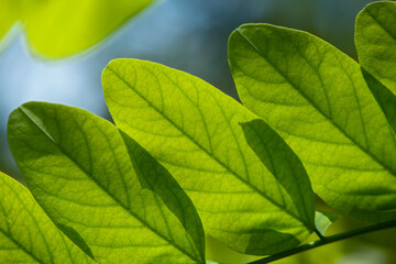 green leaves on tree close-up for background