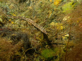 A closeup picture of an Entelurus aequoreus or snake pipefish. Picture from a seascape in Oresund, Malmo southern Sweden