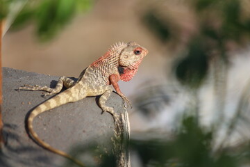 THE RED Oriental garden lizard.