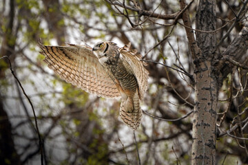 Great Horned Owl - Launch