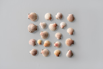 Pattern of Different seashells inscribed in a square on pastel gray background. Top view, flat lay. Summer concept. Sea summer vacation background.