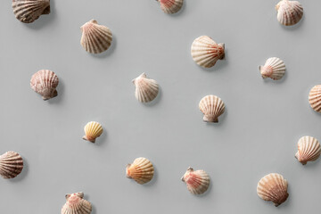 Pattern of Different seashells on pastel gray background. Top view, flat lay. Summer concept. Sea summer vacation background. Full frame composition