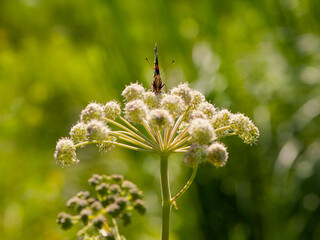 
butterfly sits on a meadow plant with a green background