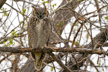Great Horned Owl - Mom