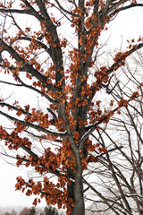 tree in autumn