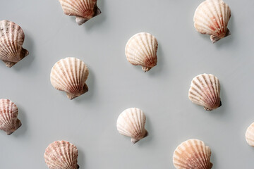 Pattern of Different seashells on pastel gray background. Top view, flat lay. Summer concept. Sea summer vacation background. Full frame composition