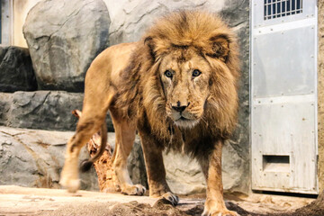 Obraz premium lion in the zoo