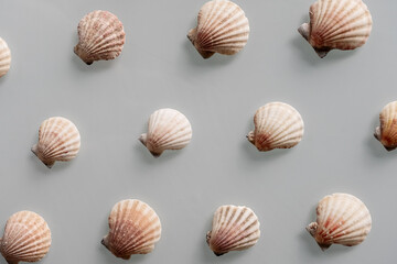 Pattern of Different seashells on pastel gray background. Top view, flat lay. Summer concept. Sea summer vacation background. Full frame composition
