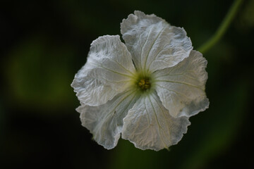 gourd flower