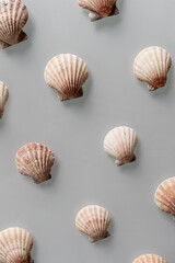 Pattern of Different seashells on pastel gray background. Top view, flat lay. Summer concept. Sea summer vacation background. Full frame composition