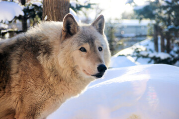 wolf in snow