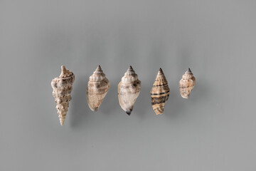 Pattern of Different seashells lined up in one row in descending order on pastel gray background....