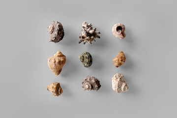 Pattern of Different seashells inscribed in a square on pastel gray background. Top view, flat lay. Summer concept. Sea summer vacation background.