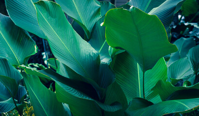 Leaves Calathea ornata pin stripe background blue