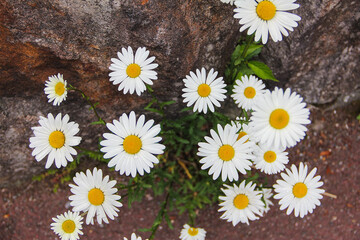 Obraz premium daisies in a garden