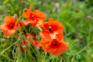 Fototapeta premium Pomarańczowe kwiaty maku na polu z rozmytym zielonym tłem. Zdjęcie z Landskrony, Szwecja