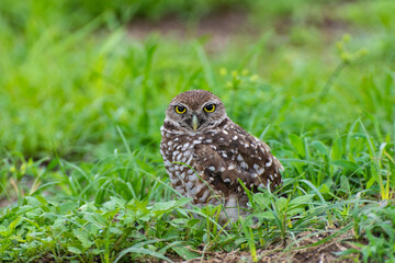Burrowing Owl