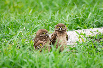 Burrowing owl chicks - South Florida