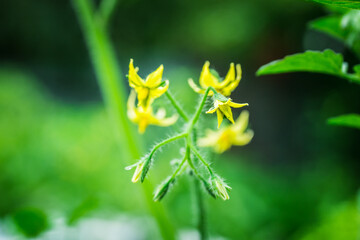 Blooming tomatoes plant in the garden. Shallow depth of field.
