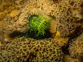 Euphyllia ancora, Hammer coral, or macaroni coral is a species of hard coral in the family Euphylliidae. Beautiful coral pattern with a sea fan in the middle. Picture from Puerto Galera, Philippines