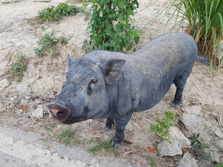 A black pig standing on the ground