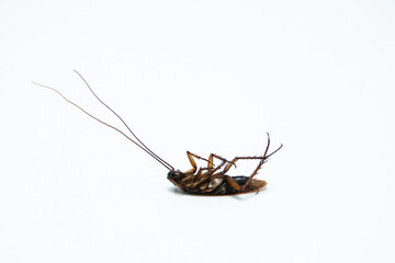Dead Cockroach isolated on a white background