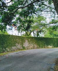 road in the park
