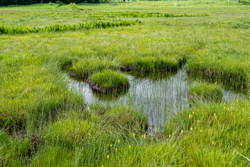 初夏の尾瀬