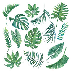 Watercolor set of tropical leaves on a white background for decoration.