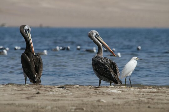 Peruvian Pelicans at Paracas Peninsula, Peru