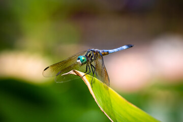 dragonfly on a green leaf