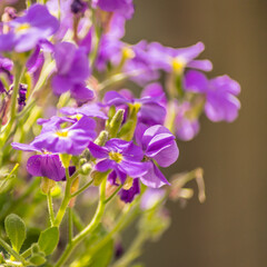 Flowers on the ditch, Ireland