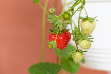 Growing strawberries at home on balcony. Strawberry plant with ripe and unripe berries.