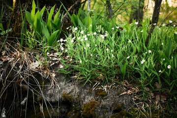 Beautiful forest flowers in springtime, moss and logs in the foreground