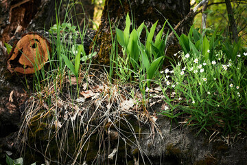 Beautiful forest flowers in springtime, moss and logs in the foreground
