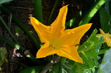 Green young zucchini with yellow flower in summer.Gardening background with zucchini plant in open ground, close up