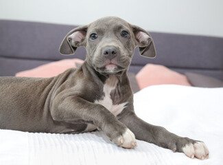 a puppy of an american staffordshire terrier 