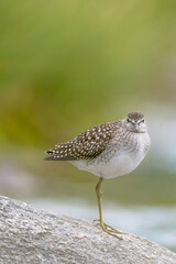 The Wood sandpiper on the river (Tringa glareola)