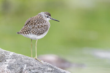 A very small wader, portrait of Wood sandpiper (Tringa glareola)