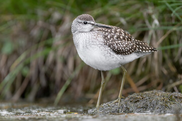 The Wood sandpiper (Tringa glareola)