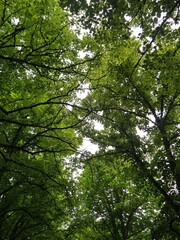 trees in the forest