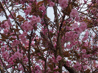 many petaled pink cherry blossom flowers on a tree against blue sky