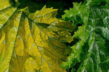 Yellow and green zucchini leaf grows in the garden