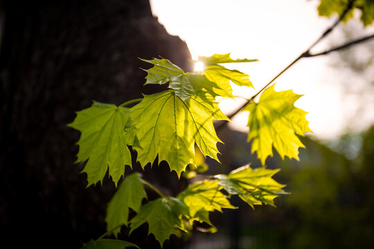 Yellow Maple Leaves